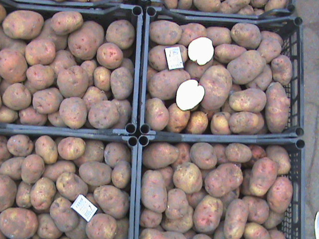 Фото 11. Продам картофель, сорт Кубинка, Иван-да-Марья, Американка