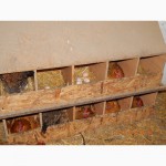 Продам цыплят подрощенных кучинской юбилейной породы кур