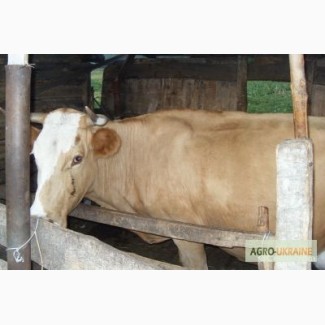 Продам корову + телку и теленка