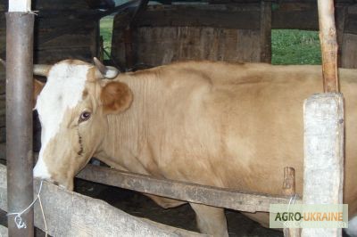 Продам корову + телку и теленка