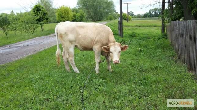 Фото 2. Продам корову + телку и теленка