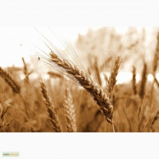 Продам семена озимой пшеницы, сорт Славна