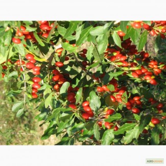 Саджанці годжі (китайський барбарис, ягода довголіття)