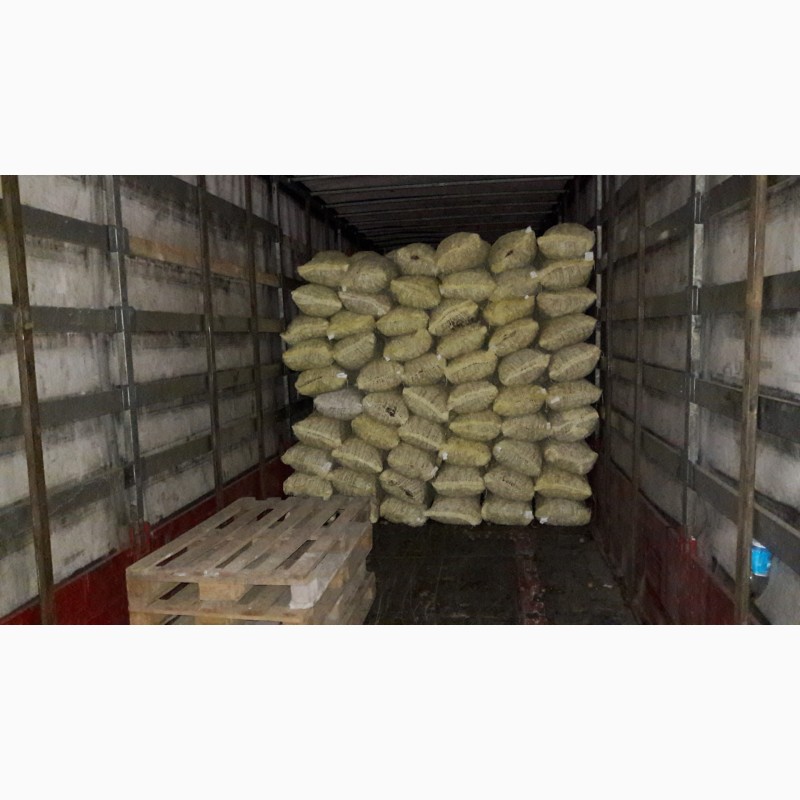 Фото 2. 20 тонны грецкого ореха 28+ на экспорт