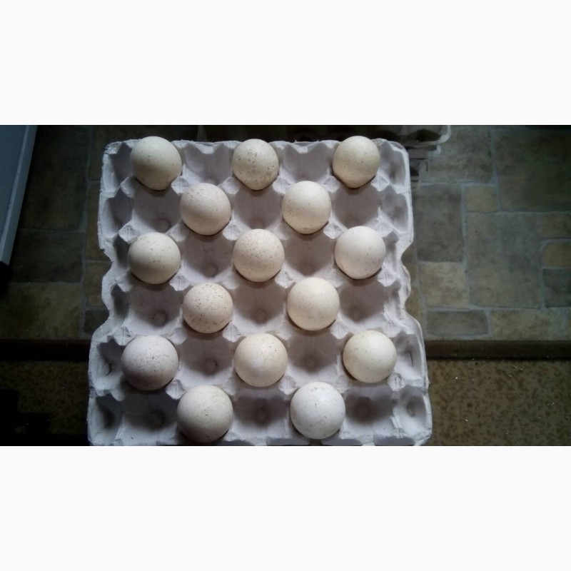 Фото 2. Продам суточных индюшат и инкубационные яица
