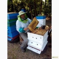 Привезу пчелопакеты карпатской породы