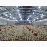 Птицеводческое оборудование производства турецкой фирмы “Aytav Poultry Equipment”