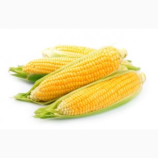 Крупно-оптовая закупка Кукурузы урожай 2017