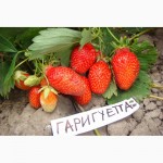 Продам саженцы клубники белоплодной Анабланка, Фрамберри(клубника малинка) и др