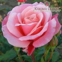Саженцы роз сорт Роза Marco (Марко)