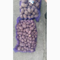 Продам товарный картофель, Наташа, Романо