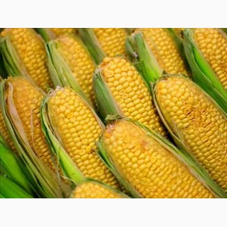 Производим оптовые закупки кукурузы фуражной