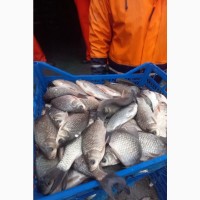 Продажа живой рыбы карась