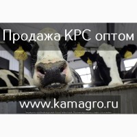 Продажа племенных пород КРС молочного направления по Казахстану и СНГ