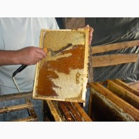 Продам гречаний мед 2018