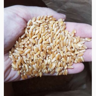 Продам семена пшеницы CHICAGO-трансгенный канадский сорт