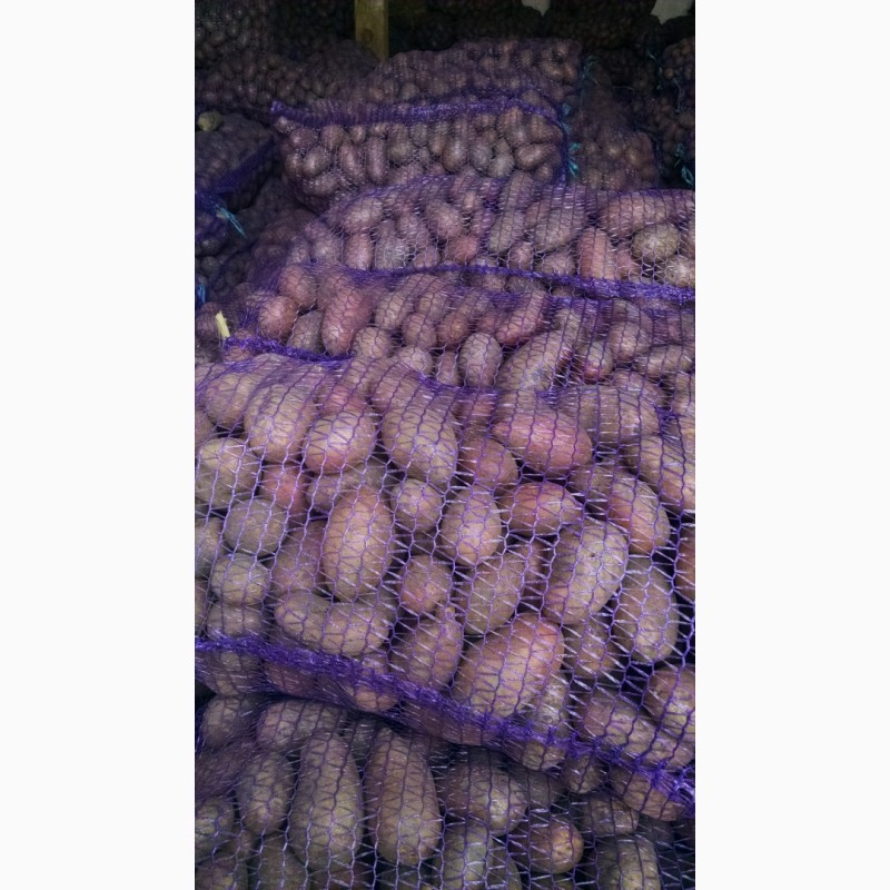 Фото 2. Продам насіневу картоплю сорт Ред леді, Гранада, Коннект