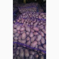Продам насіневу картоплю сорт Ред леді, Гранада, Коннект