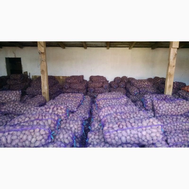 Фото 3. Продам насіневу картоплю сорт Ред леді, Гранада, Коннект