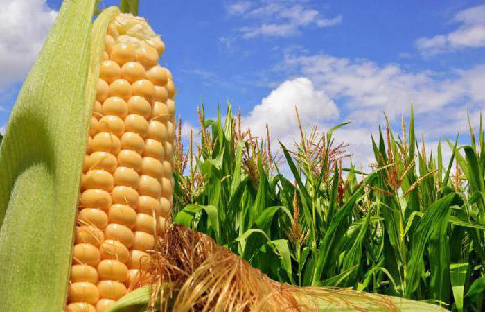 Фото 2. Насіння кукурудзи Канадский трансгенный гибрид кукурузы SEDONA BT 166 ФАО 180