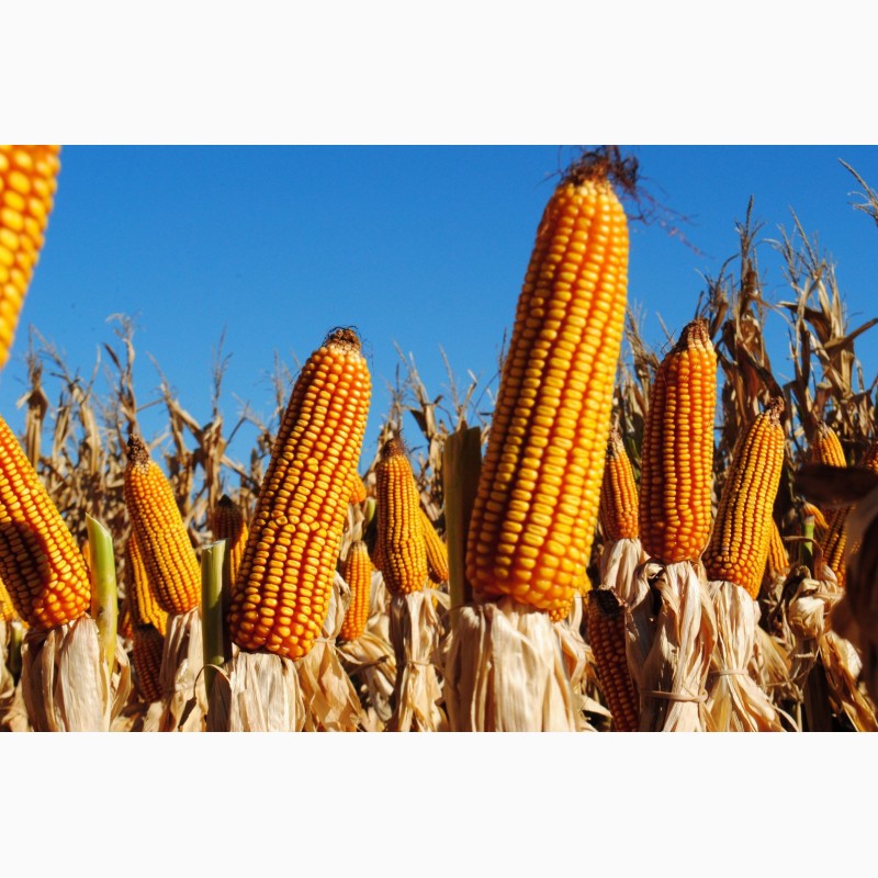 Фото 5. Насіння кукурудзи Канадский трансгенный гибрид кукурузы SEDONA BT 166 ФАО 180