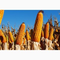 Насіння кукурудзи Канадский трансгенный гибрид кукурузы SEDONA BT 166 ФАО 180