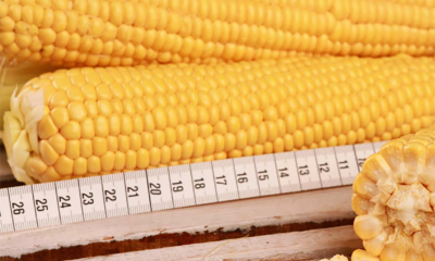 Фото 6. Насіння кукурудзи Канадский трансгенный гибрид кукурузы SEDONA BT 166 ФАО 180