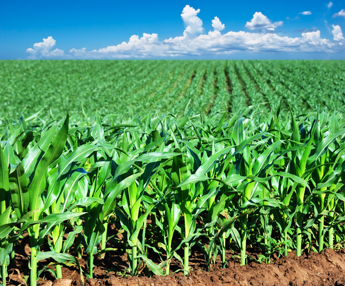 Фото 7. Насіння кукурудзи Канадский трансгенный гибрид кукурузы SEDONA BT 166 ФАО 180