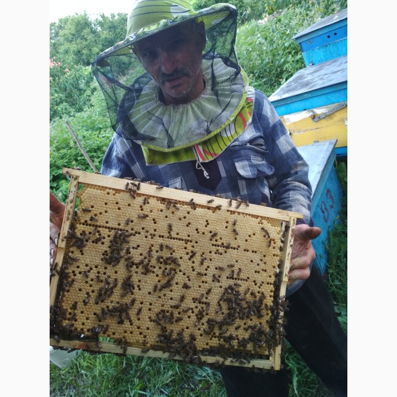 Фото 4. Пчелопакеты из Мукачево