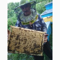 Пчелопакеты из Мукачево