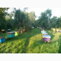 Продам 70 бджолопакетів.Українська степова