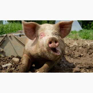 Продам відгодованих свиней кількість голів 16