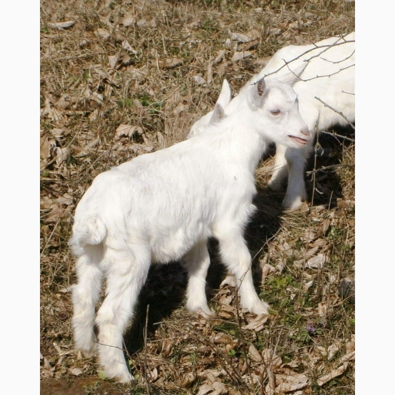 Фото 4. Молодняк молочных коз