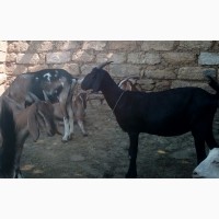 Продам коз англо-нубийских