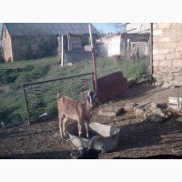 Продам коз англо-нубийских