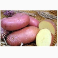 Продам картошку в больших обьемах