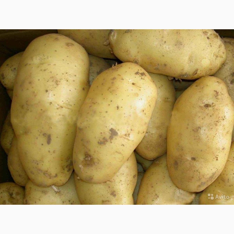 Фото 3. Продам картошку в больших обьемах
