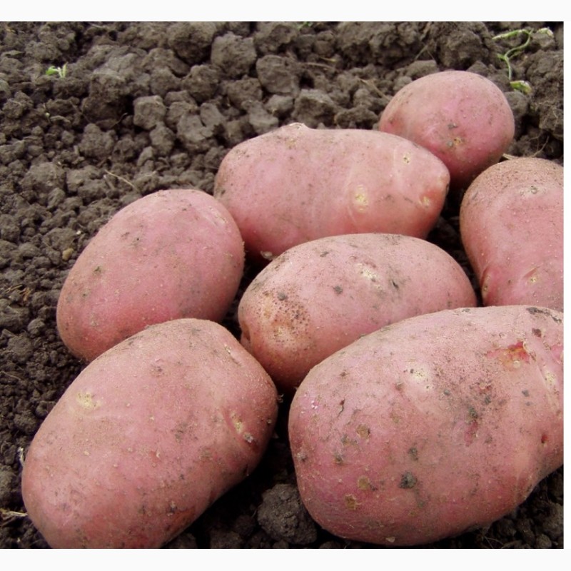Фото 4. Продам картошку в больших обьемах