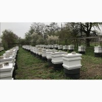 Пчелы пасека семьи пчелопакеты
