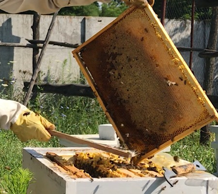 Фото 2. Пчелы пасека семьи пчелопакеты