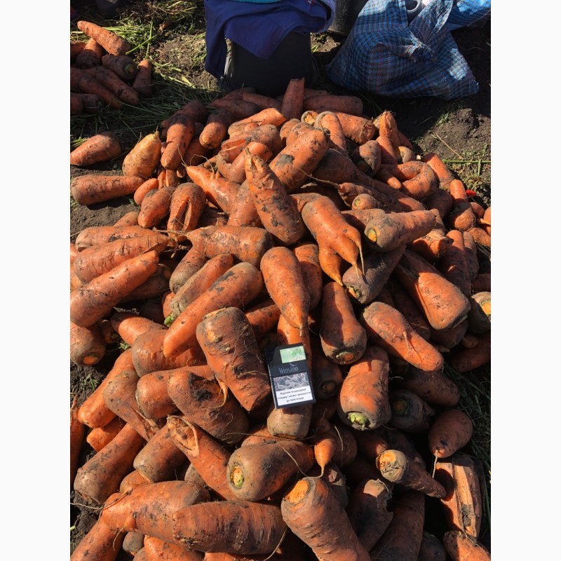 Продам морковь на переработку, морковь оптом Харьков