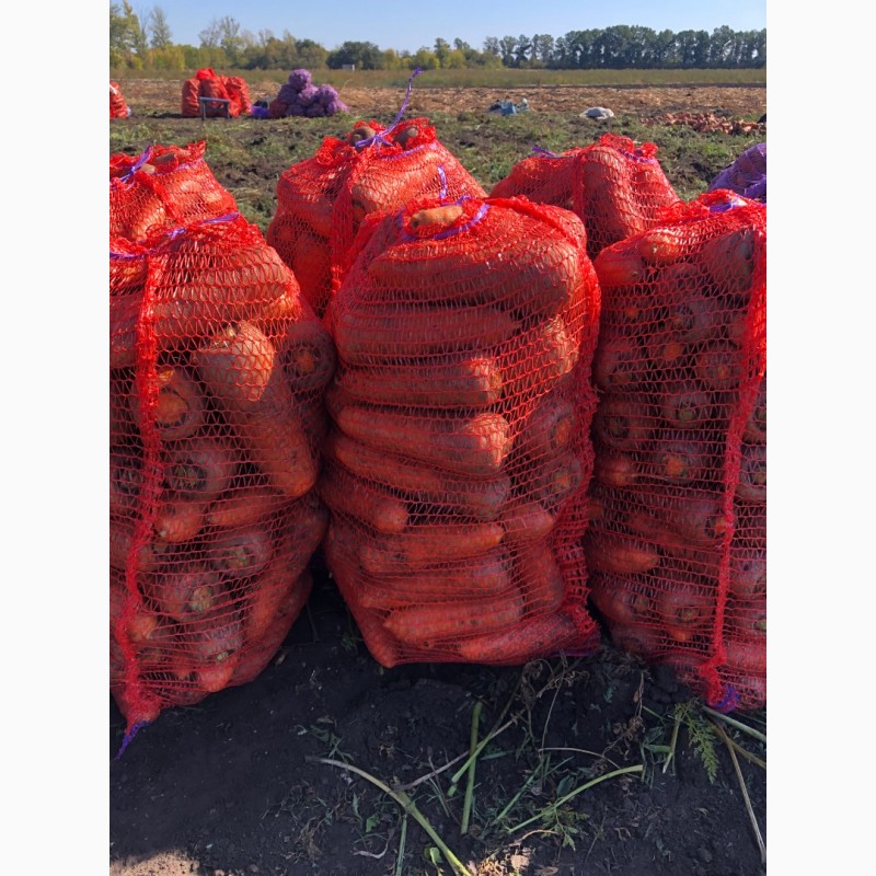 Фото 2. Продам морковь на переработку, морковь оптом Харьков