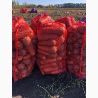 Продам морковь на переработку, морковь оптом Харьков