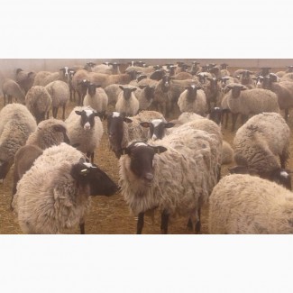 Продам овець/ Продам овцы