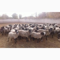 Продам овець/ Продам овцы