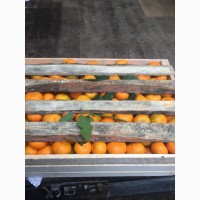Продам грузинский мандарин