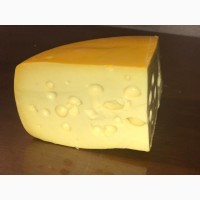 Продам сыр Маасдам 45%(Нидерланды) оптом