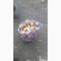 Продам посадкову картоплю сорт щедрик