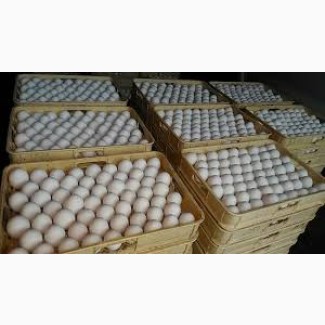 Реализуем оптовые продажи яйцо куриное