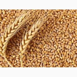 Продам посевной материал озимой пшеницы Грация суперэлита Краснодарской селекции